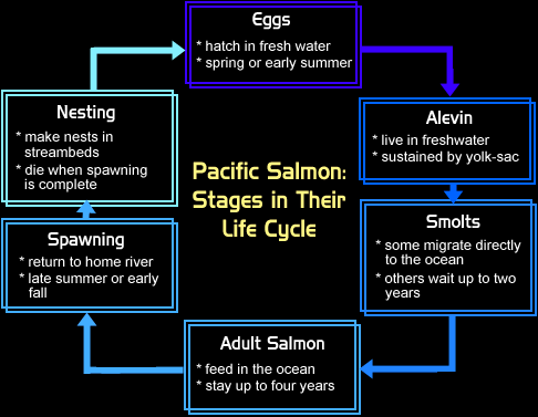 Stages in the Life Cycle of the Pacific Salmon
